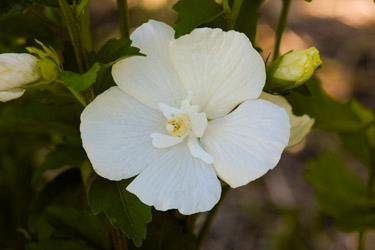 Hibiscus Snow Drift TN.jpg